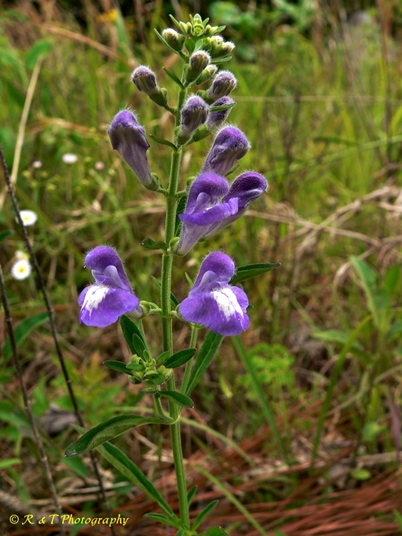 {Scutellaria integrifolia}